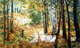 Sunlight in the Woods - Jan Boelte