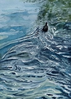 Duck on the Yahara River