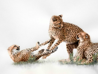 Hey Mom - Cary Hunkel