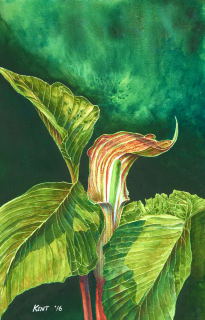 Jack in the Pulpit - Kent Parks