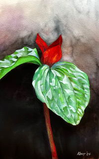 Prairie Trillium - Kent Parks