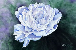 White Peony - Kent Parks