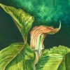 Jack in the Pulpit